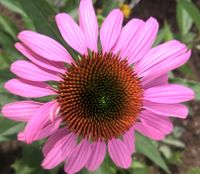 roter Sonnenhut Echinacea Staude Bienen Schmetterlinge mehrjährig Hessen - Babenhausen Vorschau