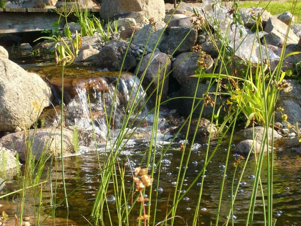 Teich, Gartenteich, Schwimmteich, Wasser im Garten, Bachläufe in Dahlenburg