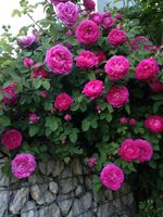 Strauchrose Duft Rose pink Bayern - Bergen Vorschau