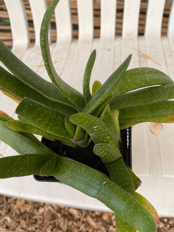 Gasteria brevifolia im kleinen Topf eigene Zucht in Otterndorf