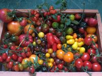 Tomaten BIO bunte alte seltene histor. Sorten MIX Sachsen-Anhalt - Eckartsberga Vorschau