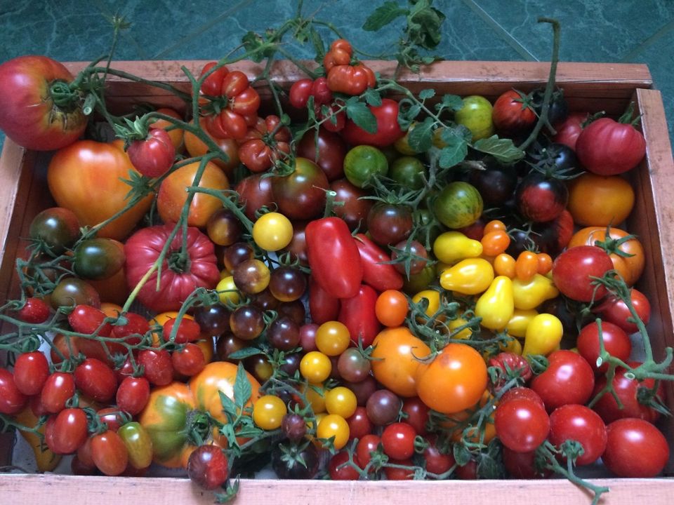 Tomaten BIO bunte alte seltene histor. Sorten MIX in Eckartsberga