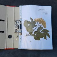 Herbarium mit 50 Pflanzen für Biologie/Umweltw. Studium Hessen - Friedrichsdorf Vorschau