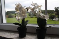 Wohnaccessoires & exklusive Einrichtung Ideen 2 X Kunst Orchideen Rheinland-Pfalz - Kircheib Vorschau
