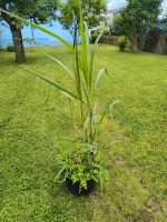 Ziergras in Topf:  Elefantengras, Miscanthus giganteus Hessen - Florstadt Vorschau