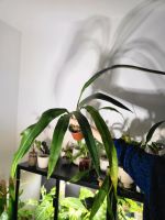 Anthurium coriaceum - etablierte Pflanze Brandenburg - Potsdam Vorschau