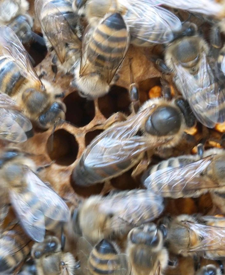 Kunstschwarm Bienen Carnica mit begatteter Königin in Wildenfels