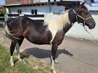 black tobiano Paint-Stute aus Doc Chex x Drus Nike Hessen - Eichenzell Vorschau