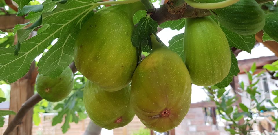 Feigenbaum Ficus Carica Loungue d'Aoút in Dormagen