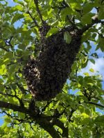 Imkerin fängt Bienenschwarm Baden-Württemberg - Winterbach Vorschau