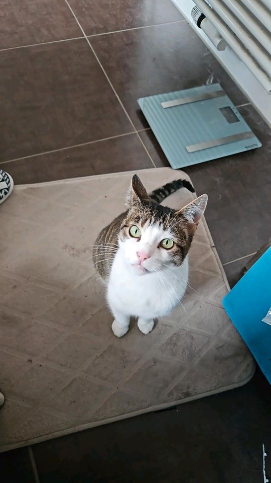 Katze Lilly vermisst in Nattheim in Heidenheim an der Brenz
