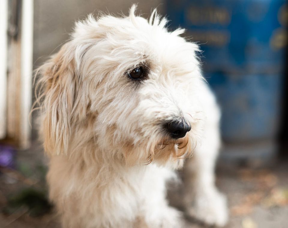 Liebevoller Wuschelhund Gustav wartet in München auf dich! in München