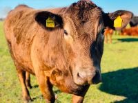 10 kg Fleischpaket vom Wieste-Angus Rind (Herbst 2024) Niedersachsen - Sottrum Vorschau