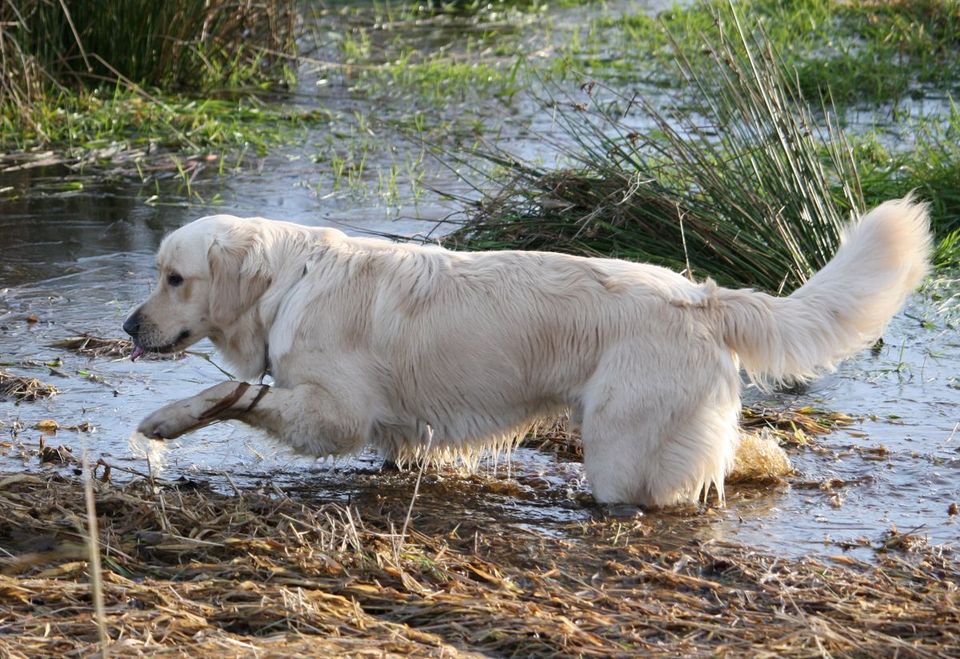 Hundepension - Hundehotel im Berliner Umland in Nuthe-Urstromtal