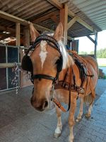 Fahrpony, Haflinger Stute 3 jährig, Anfänger geeignet Baden-Württemberg - Bretten Vorschau