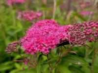 Ca. 16-20m Blumenhecke Spirea bumalda "Anthony Waters" VB! Sachsen - Hohenstein-Ernstthal Vorschau