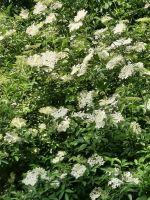 Holunderblüten Thüringen - Bad Tennstedt Vorschau