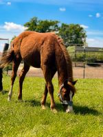 Quarter Horse Hengst Jährling Bayern - Geisenfeld Vorschau