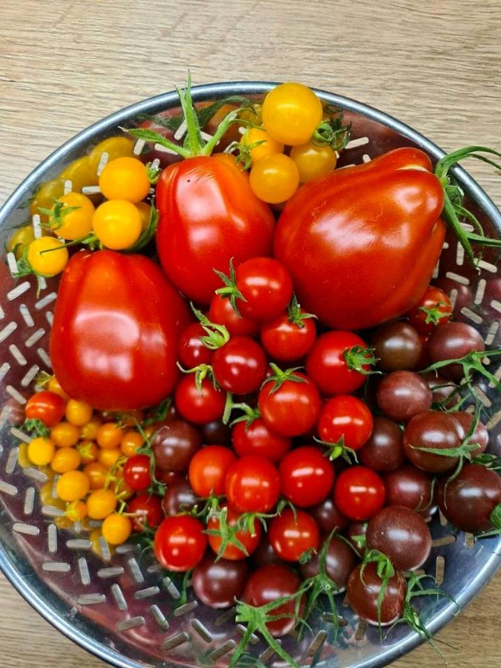 Bio Tomaten Pflanzen in München
