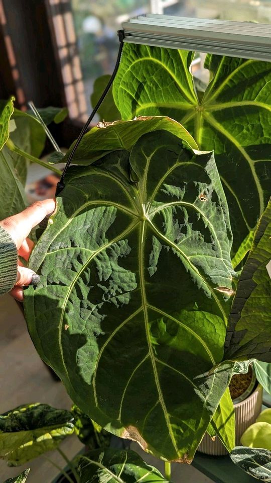 Anthurium Magnificum x Forgetii Hybrid Buttcut mit Neuaustrieb in Pforzheim