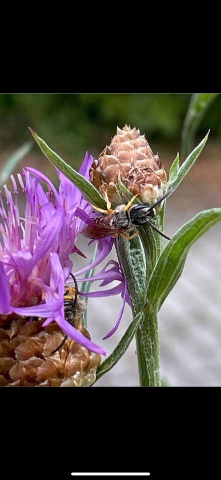 30 Samen Wiesen-Flockenblume, Naturgarten Schmetterling Saatgut in Baldham