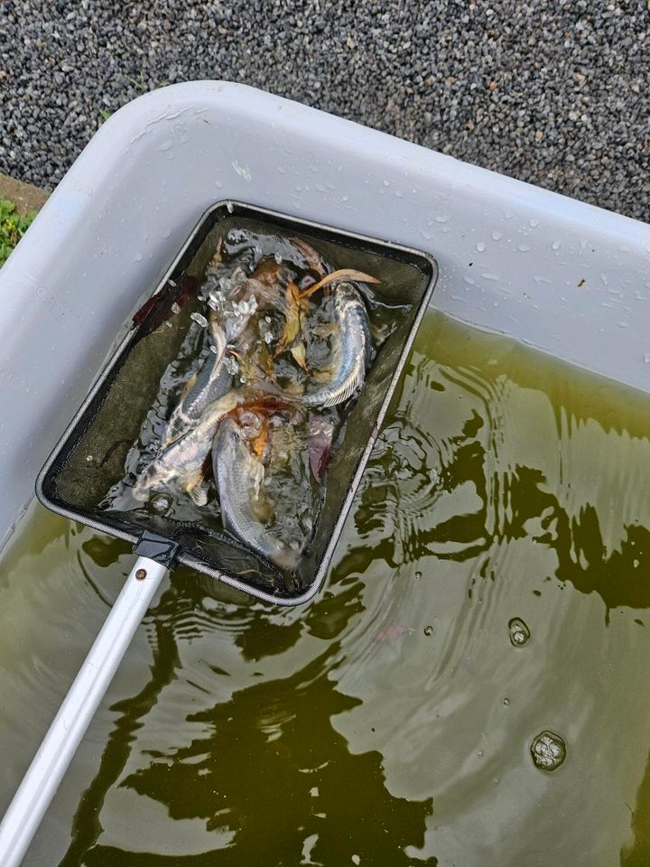 Jungfische koi (kois karpfen fische teich ) in Neu Heinde