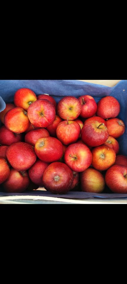 Äpfel verschiedene Sorten frisch Top Qualität regional saisonal in Teningen