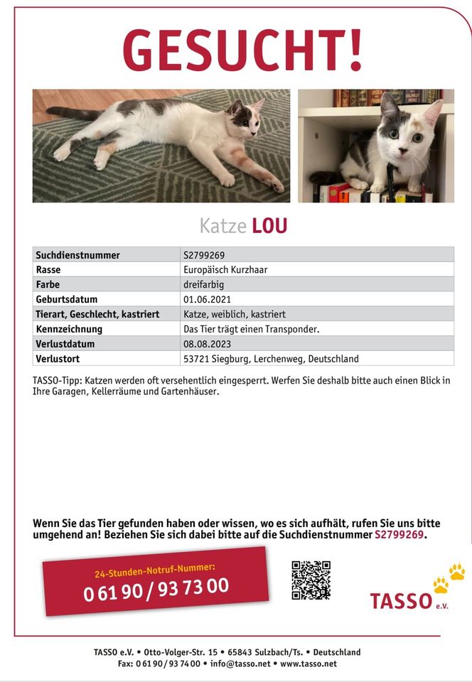 BKH Katze Lou in Siegburg