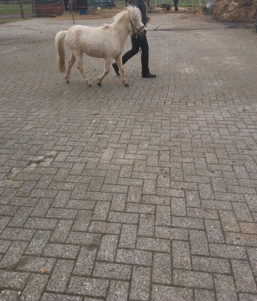 Pony 4 jährig in Aurich