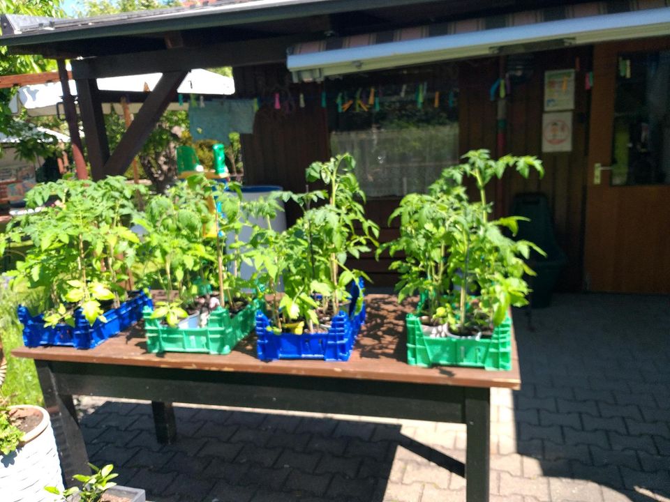 8 verschiedene Tomatenpflanzen in Neu Ulm