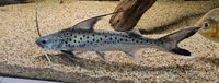 Platynematichthys notatus / Lince Catfish 18-22cm Brandenburg - Potsdam Vorschau