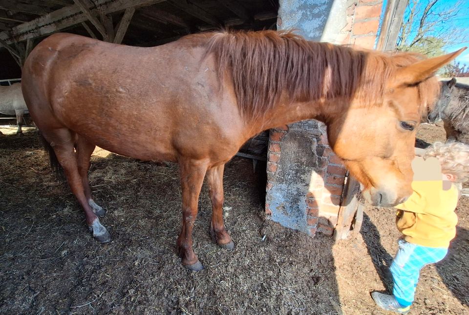 Paintmix Stute Bonny 7Jahre roh kostenlos 12 Monate zur Verfügung in Groß Miltzow