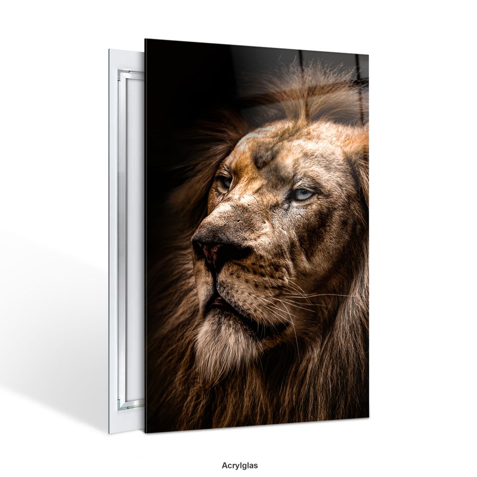 Boss Löwe - Lion Premium Wandbild, Acrylglas Poster Leinwand Deko in Stuttgart