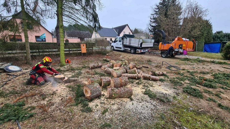 Baumpflege, Baumfällung, Obstbaumpflege, Obstbaumschnitt in Mittenwalde