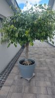 Ficus Benjamini im Topf Rheinland-Pfalz - Mayen Vorschau