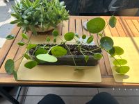 Pilea Ufopflanze Hessen - Bad König Vorschau