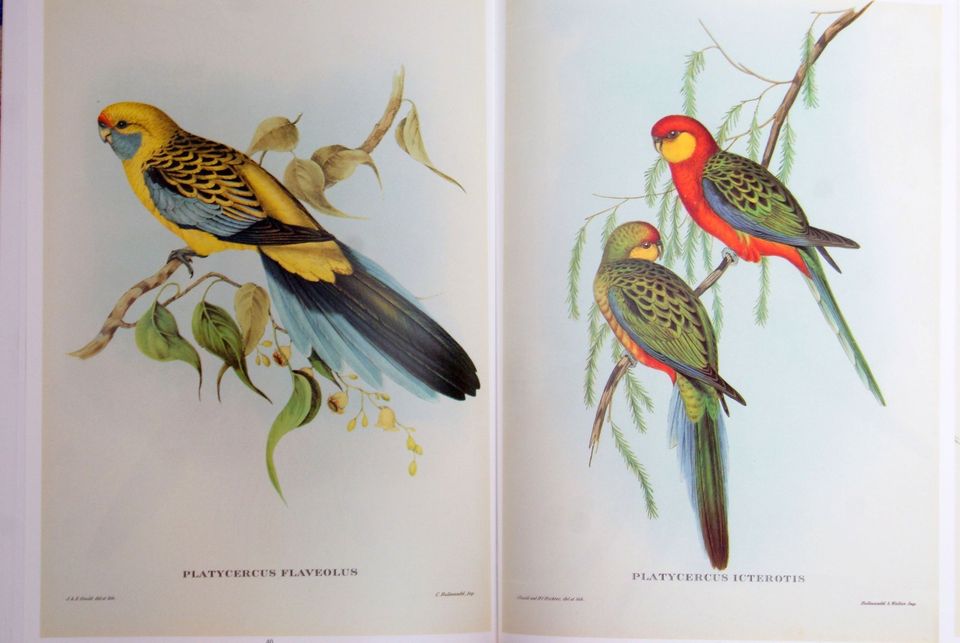 Exotische Vögel - John Gould - Zeichnungen - Gemälde-Kunstdrucke in Zwiesel