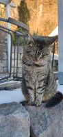 Katze mit einem Auge vermisst! Bitte melden Baden-Württemberg - Burladingen Vorschau