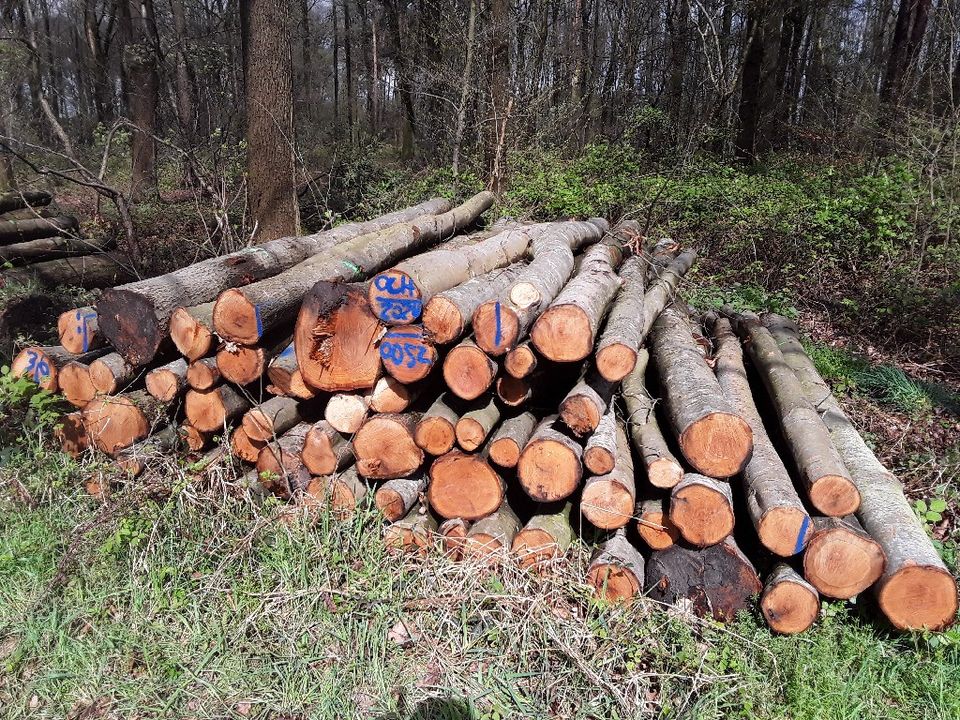 Top Brennholz, Kaminholz ab Waldweg / Eiche, Buche, Birke, Erle.. in Dorsten