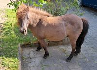 Amerikanisches Miniaturpferd AMHA Sachsen - Kirchberg Vorschau