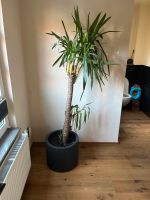 Palmlilie mit Topf Nordrhein-Westfalen - Viersen Vorschau