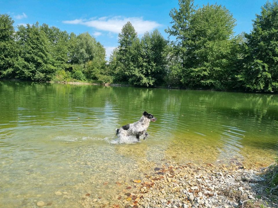 Balu der Sanfte sucht sein Zuhause in Neuburg a.d. Donau