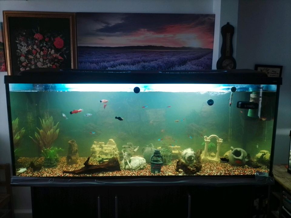 2xAquarium  450l 3D, 50 l in Bad Sassendorf