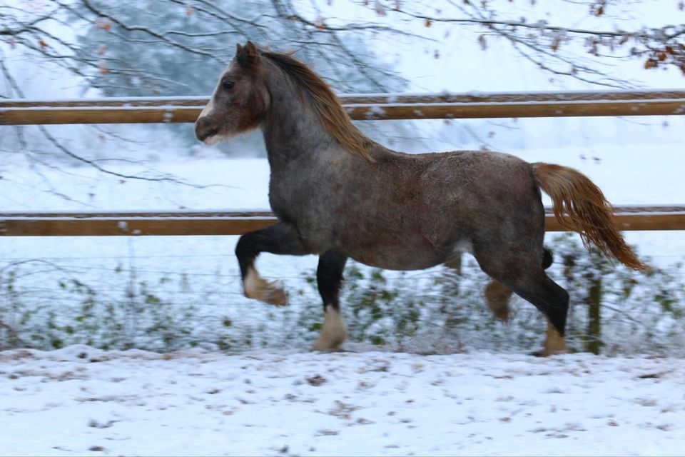 Welsh A Pony Jährling in Friesoythe