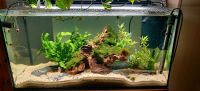 Aquarium 80x35x40 cm ca 110l Auflösung Nordrhein-Westfalen - Wiehl Vorschau