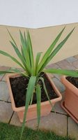 Yucca Palmen Bayern - Gundelfingen a. d. Donau Vorschau