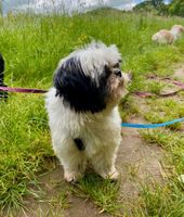 MARIO Shih Tzu Rüde Tierschutz Hund Nordrhein-Westfalen - Overath Vorschau