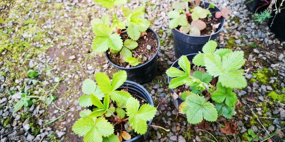 Walderdbeeren in Dresden