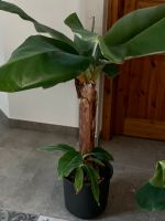 Bananen-Pflanze, Musa Sachsen - Radebeul Vorschau