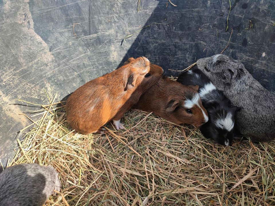 Cuys, Cuy, Riesenmeerschweinchen in Traunreut